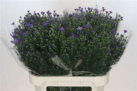 <h4>Ast Casamare</h4>