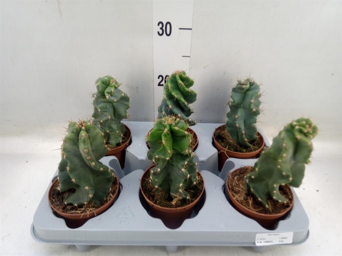 <h4>Cereus   ...</h4>