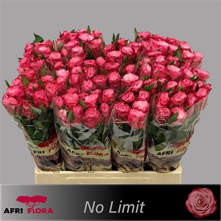 R Gr No Limit