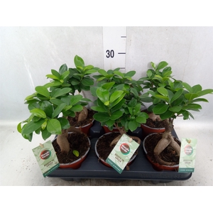 Ficus microcarpa 'Ginseng'