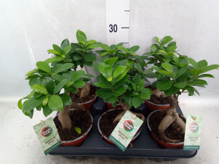 <h4>Ficus microcarpa 'Ginseng'</h4>