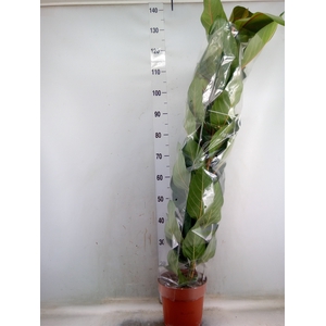 Ficus benghalensis 'Joy'