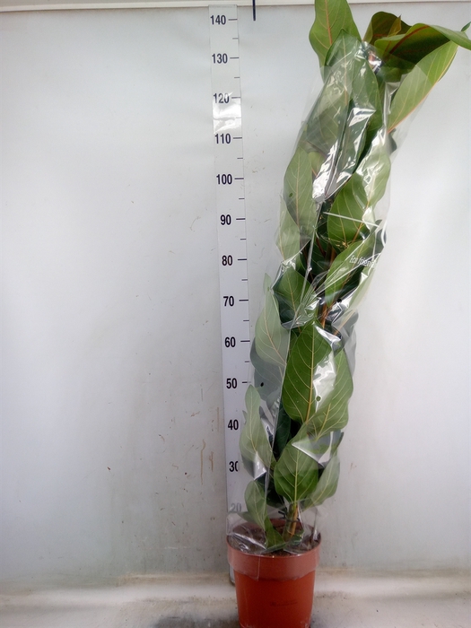 <h4>Ficus benghalensis 'Joy'</h4>