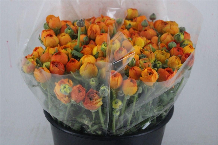 <h4>Ran Elegance Orange</h4>