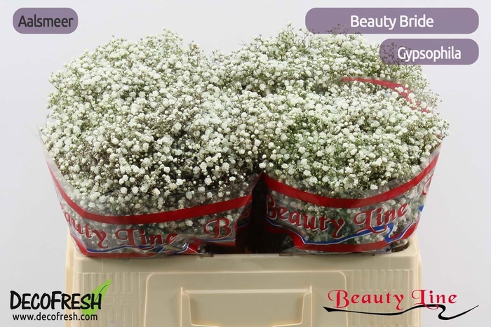 GYPS PA BEAUTY BRIDE