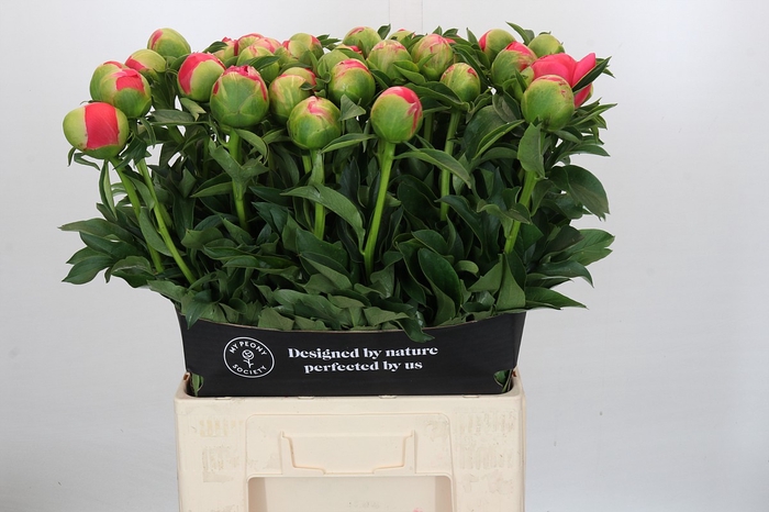<h4>Paeonia Coral Sunset</h4>