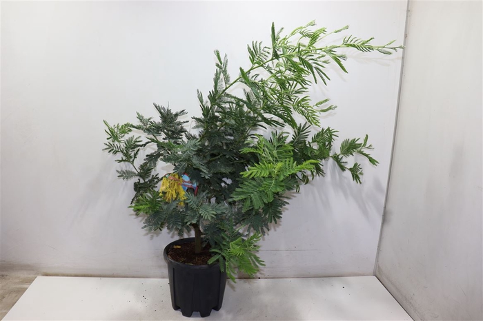 <h4>Mimosa Pudica</h4>