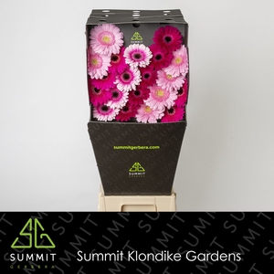 Ge Mi Mix Purple Dream Diamond Summit