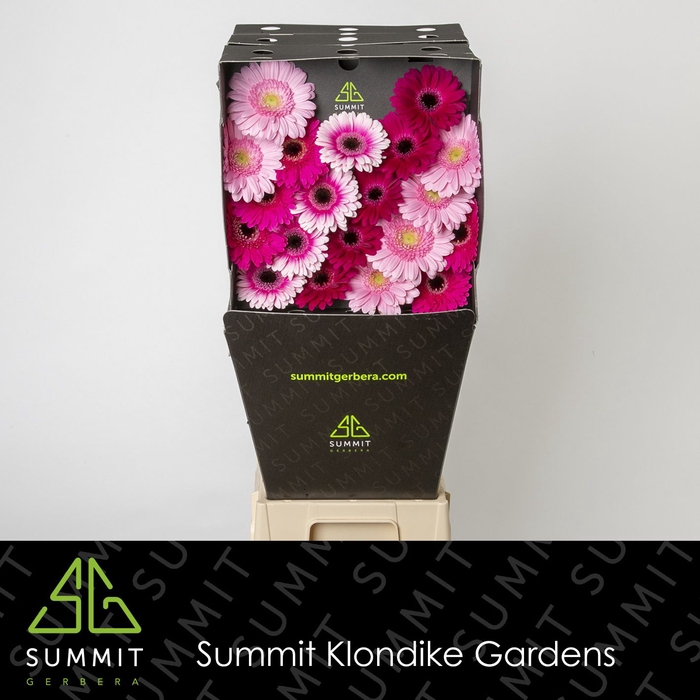 <h4>Ge Mi Mix Purple Dream Diamond Summit</h4>