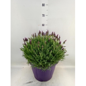 Lavandula stoec.