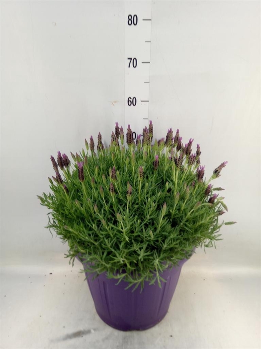 <h4>Lavandula stoec.</h4>