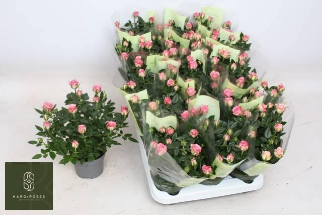 <h4>RO CAROUSEL KORD</h4>