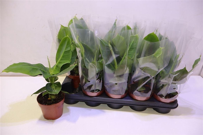 <h4>arr8 Musa Tropicana</h4>