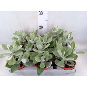 Senecio   ...