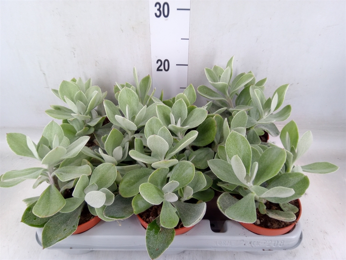 <h4>Senecio   ...</h4>