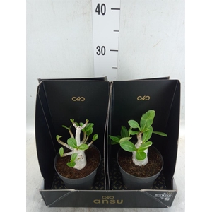 Adenium NB 'Ansu Baobab'