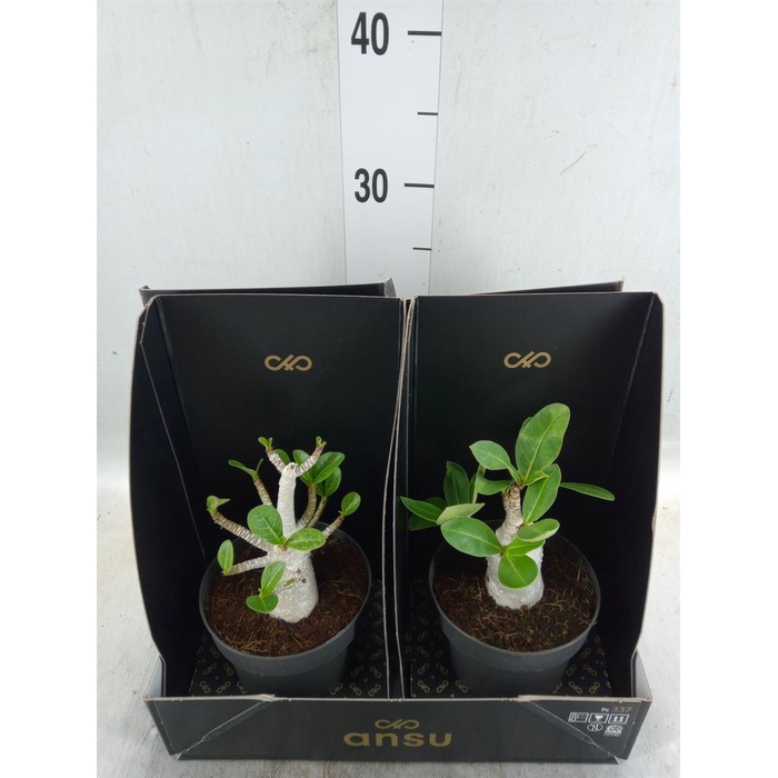 <h4>Adenium NB 'Ansu Baobab'</h4>
