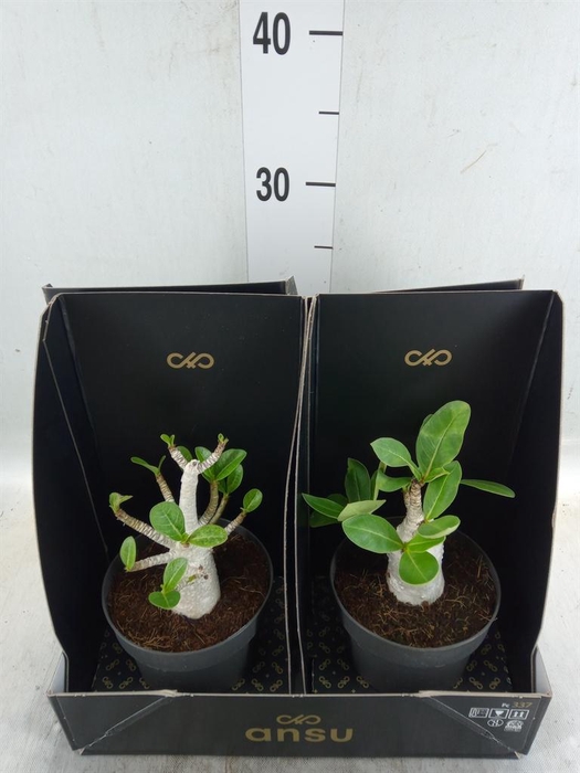 Adenium NB 'Ansu Baobab'