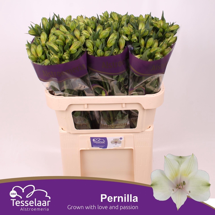 <h4>Alstroemeria Pernilla</h4>