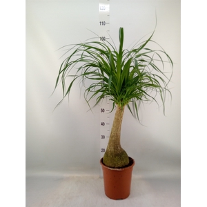 Beaucarnea recurvata