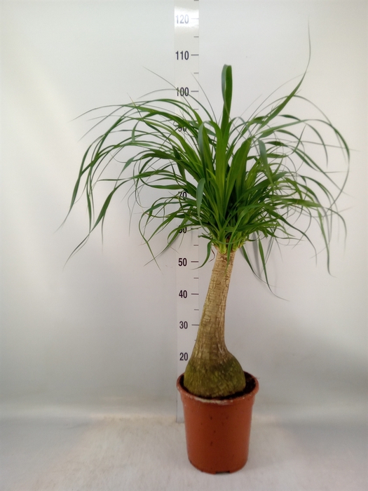 <h4>Beaucarnea recurvata</h4>