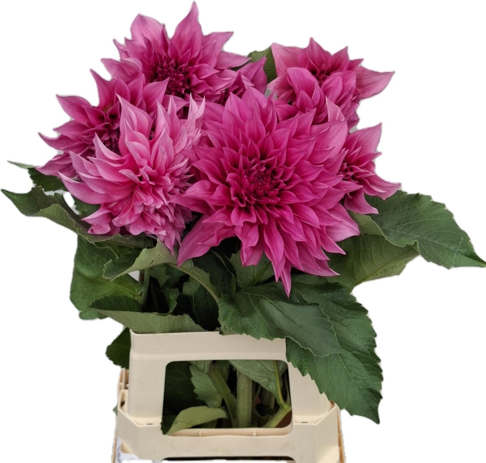 <h4>DAHL CAFE LAIT ROSE</h4>