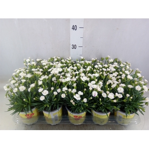 Dianthus allw. 'Lucky Lips Lisa'