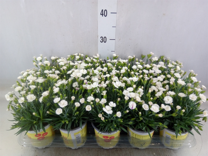 <h4>Dianthus allw. 'Lucky Lips Lisa'</h4>