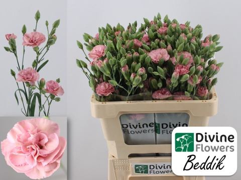 <h4>Dianthus TR 'Beddik'</h4>