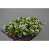 PHLOX P ICECAP