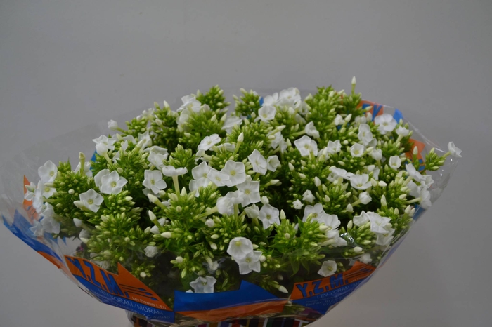 PHLOX P ICECAP