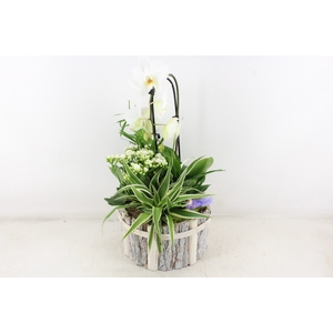 arr4 DT - Beukenhout rond phal. mix