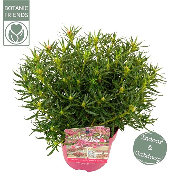 <h4>Azalea 'Starstyle Pink' ®</h4>