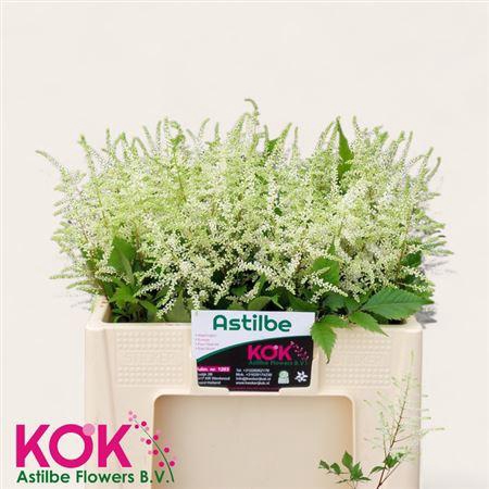 <h4>Astil Ja Washington 55cm</h4>