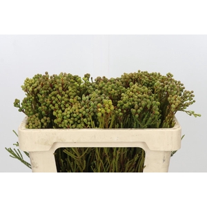 Kaaps Groen Abrotanum