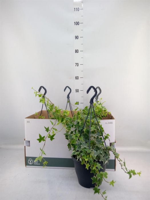 <h4>Hedera helix 'Eva'</h4>