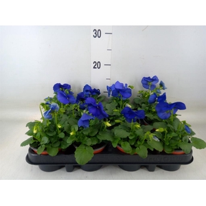 Viola wr. 'Delta Blue wBlotch'