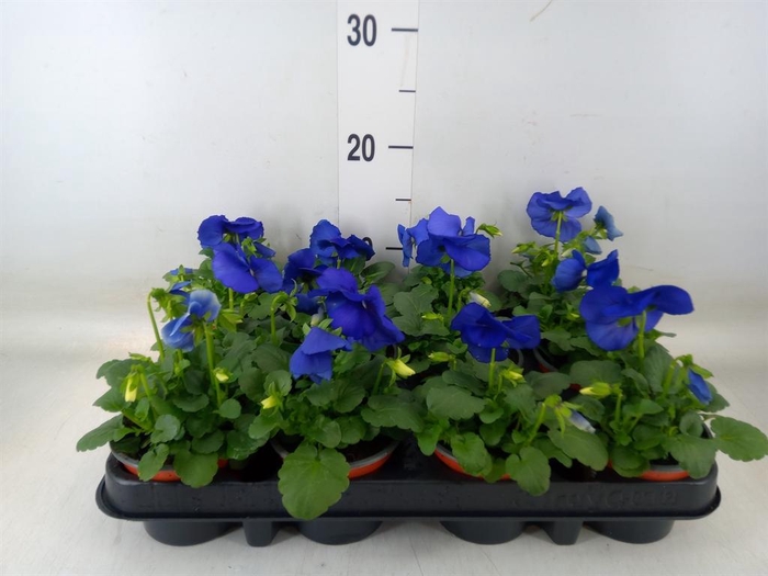 <h4>Viola wr. 'Delta Blue wBlotch'</h4>