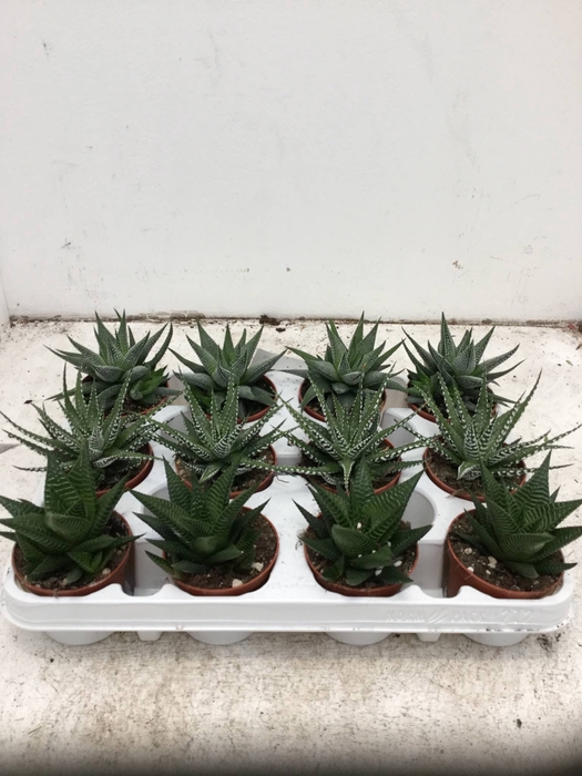 Haworthia   ...mix