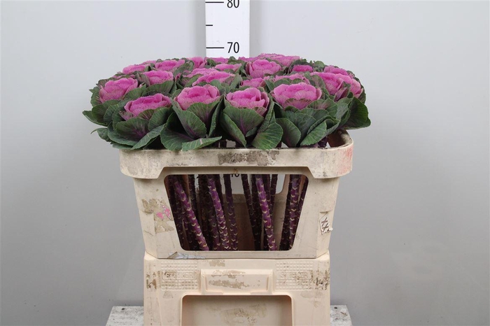 <h4>Brass Red Crane</h4>