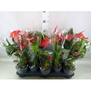 Anthurium andr. 'Karma Red'