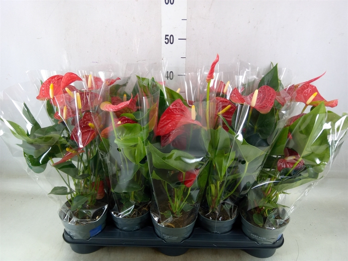 <h4>Anthurium andr. 'Karma Red'</h4>