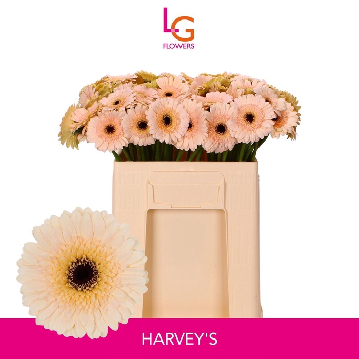 <h4>GERMINI HARVEYS</h4>