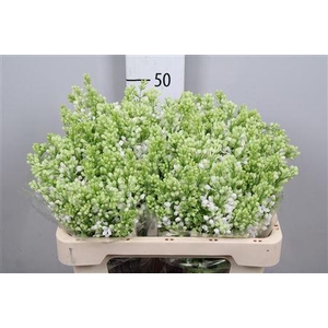 Syr V Mme Fl Stepman 2+