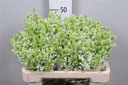 <h4>Syr V Mme Fl Stepman 4+</h4>