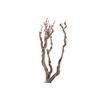 Syringa Branch Extra Clementi
