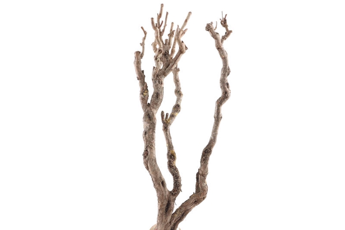 Syringa Branch Extra Clementi