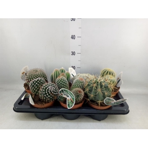 Cactus   ...mix