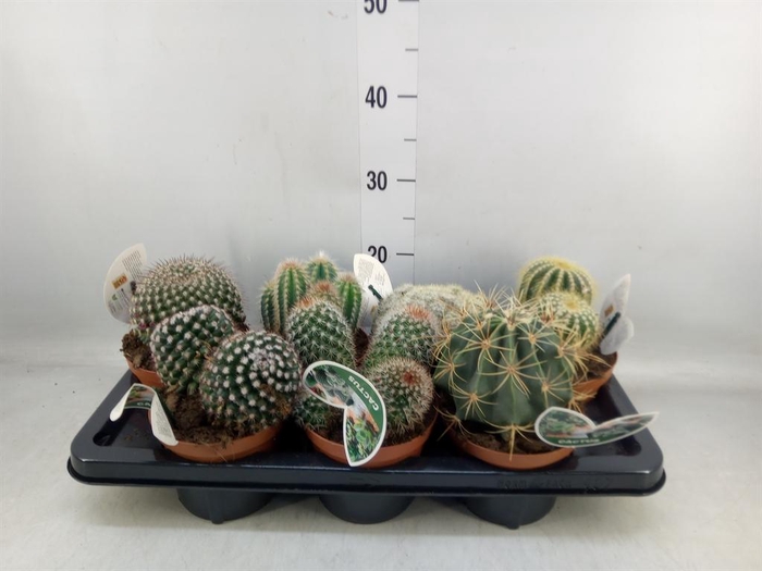 <h4>Cactus   ...mix</h4>