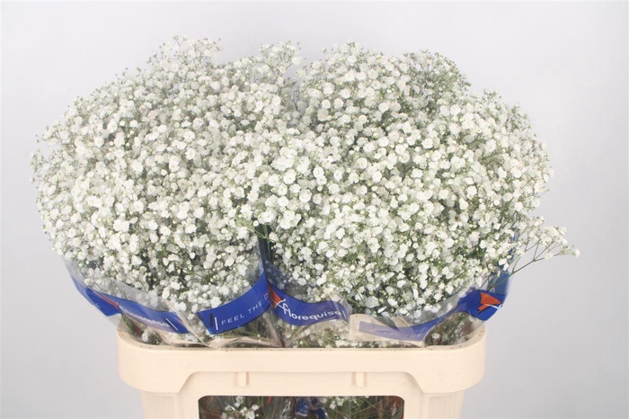 <h4>Gyps Pa Xlence</h4>